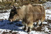 Yak